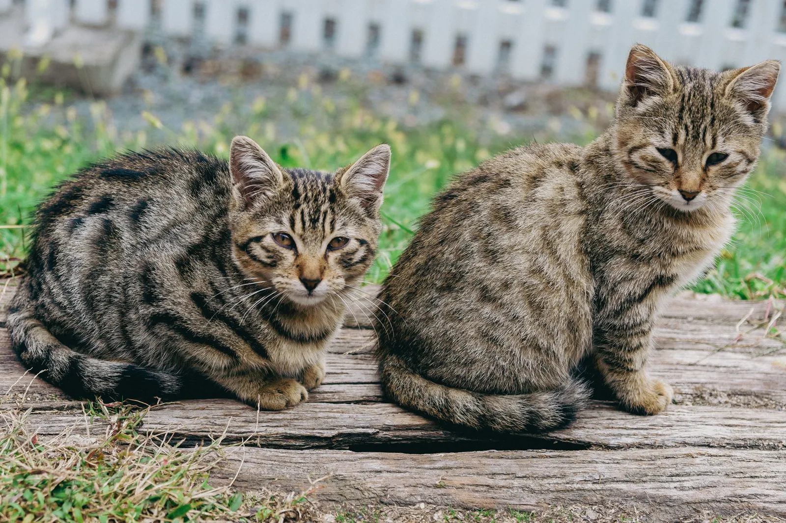 Two cats sitting together outdoors